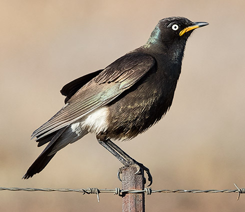Pied Starling